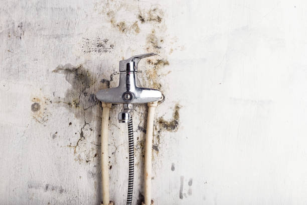 Trusted Blythewood, SC Mold Removal Experts