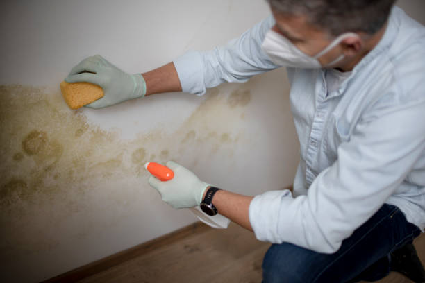 Office Mold Removal Services in Blythewood, SC