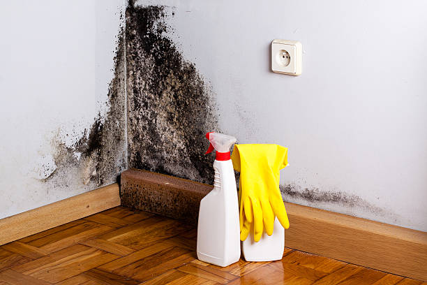 Best Mold Damage Repair  in Blythewood, SC